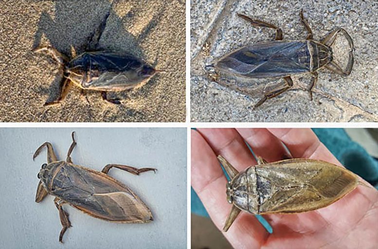 Giant Water Bugs Collage