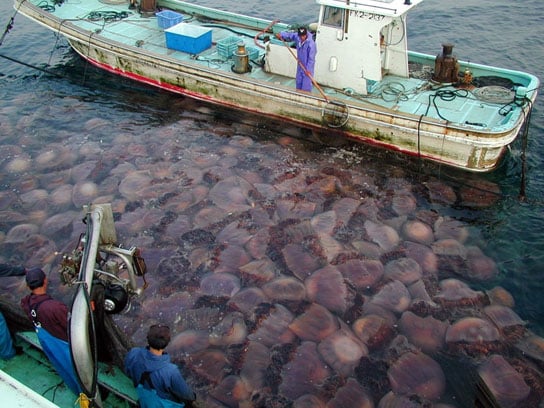Giant jellyfish clogging fishing nets in Japan