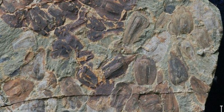 Gigantopteris