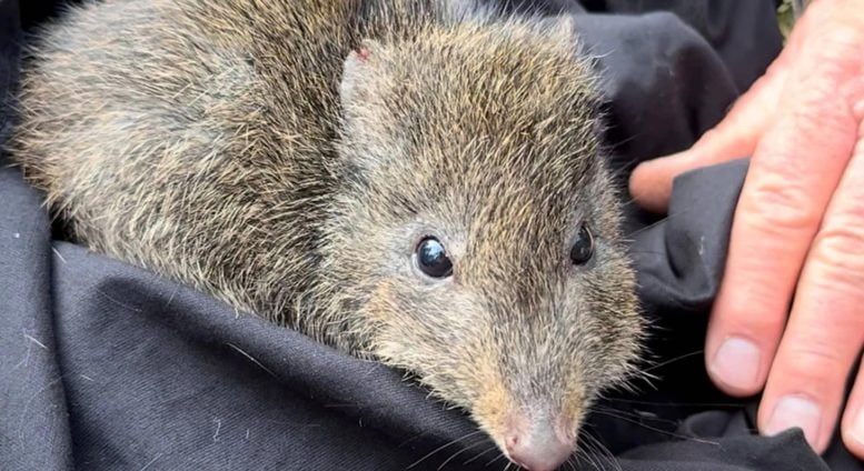 Gilbert’s Potoroo