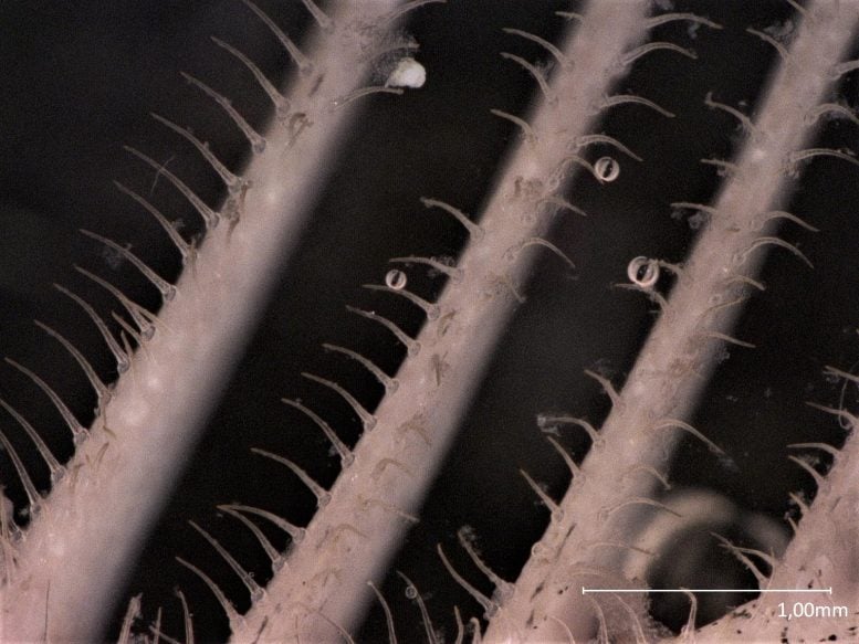 Gill Raker Denticle Mesh Structure