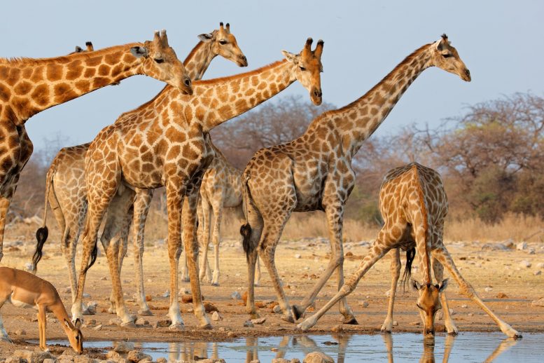 Žirafų banda