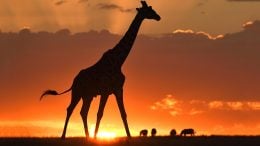 Giraffe Masai Sunset