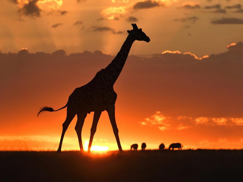 Giraffe Masai Sunset