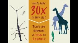 Giraffe Weevil Comparison
