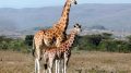 Giraffes in the Wild