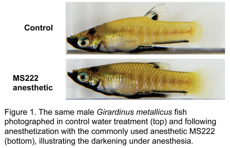 Girardinus metallicus Fish Control and Anesthetized