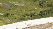 Glacier National Park Mountain Goats