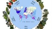 Global Forest Biodiversity Initiative Database