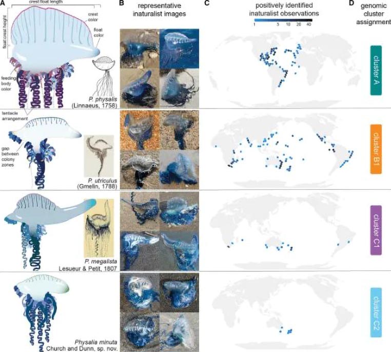Global Genetic Analysis of Four Distinct Bluebottle Species