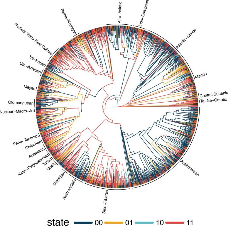 Global Language Tree Word Order States
