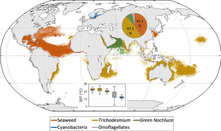 Global Map of Floating Algae Types