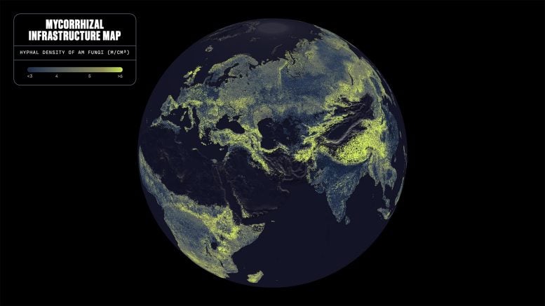 Global Mycorrhizal Fungi Map