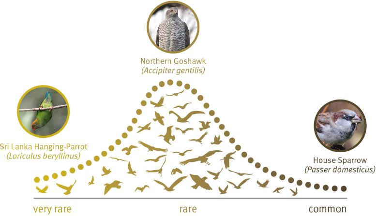 Global Species Abundance Distribution