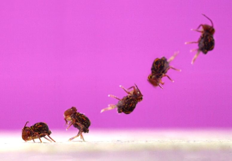 Globular Springtail Jump