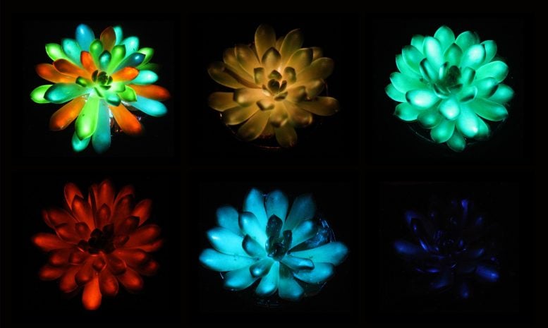 Glow-in-the-Dark Succulents