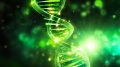 Glowing Green DNA Longevity
