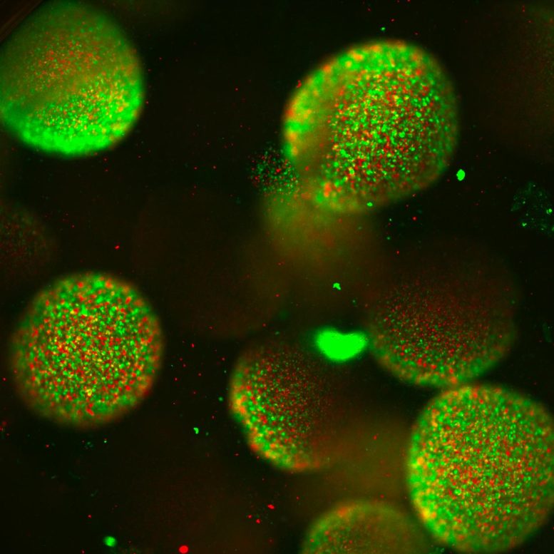 Glowing Microbes in Green Spheres