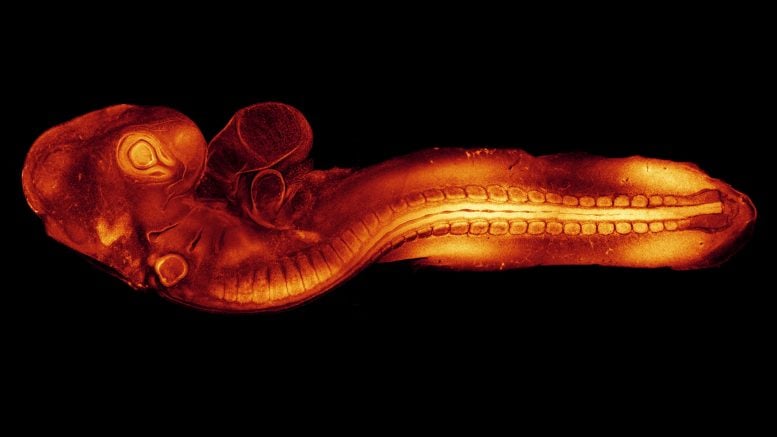 Glowing Quail Embryo