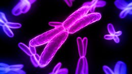 Glowing X Chromosomes