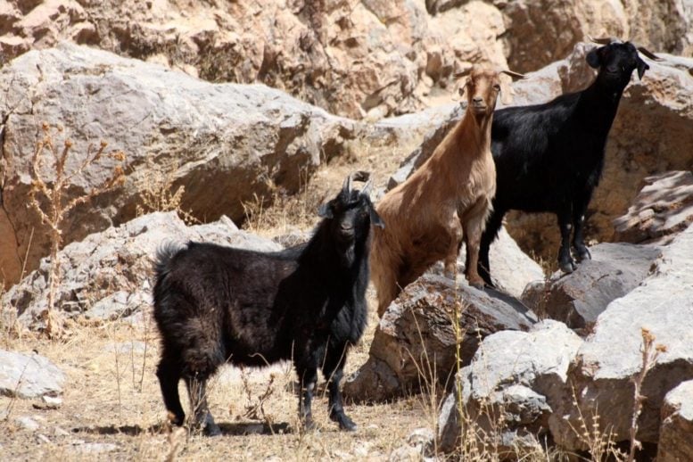 Goats Above Archaeological Site of Obishir V
