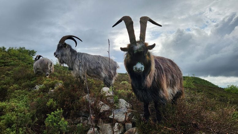Ancient DNA Reveals Irish Goats Have a 3,000-Year-Old Lineage Still Alive Today
