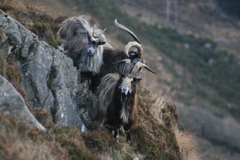 Goats Standing on Rocky Cliffside