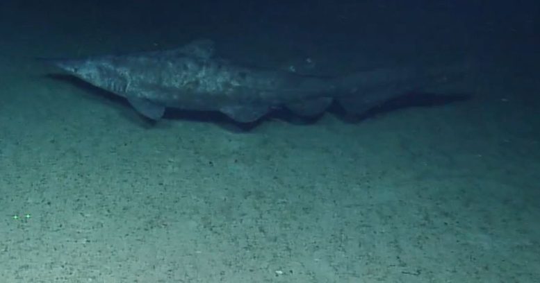 Goblin Shark Near Jarvis Island