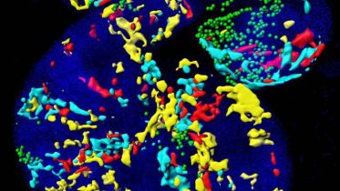 Going From Stem Cells to a Functional Heart