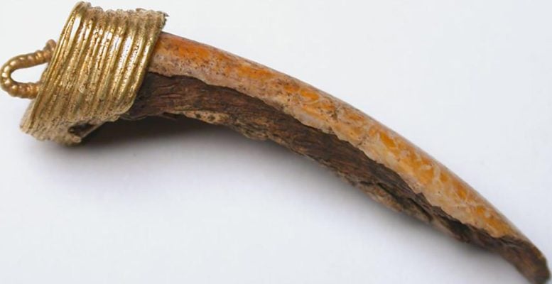 Gold Bound Beaver Tooth Pendant