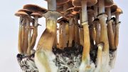 Gold Cap Mushroom (Psilocybe cubensis)