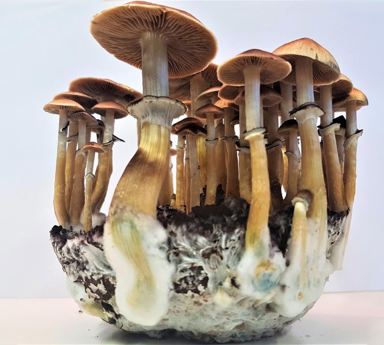 Gold Cap Mushroom (Psilocybe cubensis)