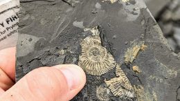 Golden Ammonites