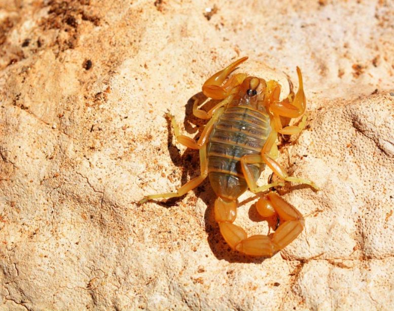 Golden Moroccan Scorpion