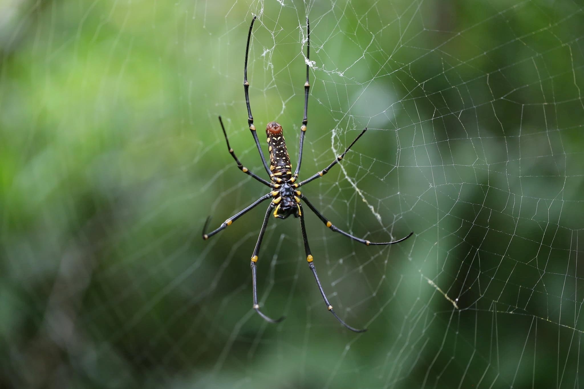 Why Spiders Put Designs in Their Webs