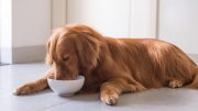 Golden Retriever Eating Raw Dog Food