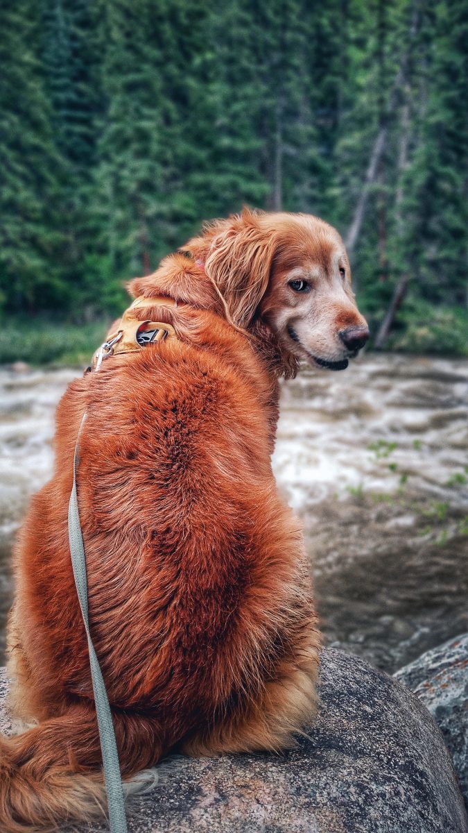 Golden Retriever Looking Back