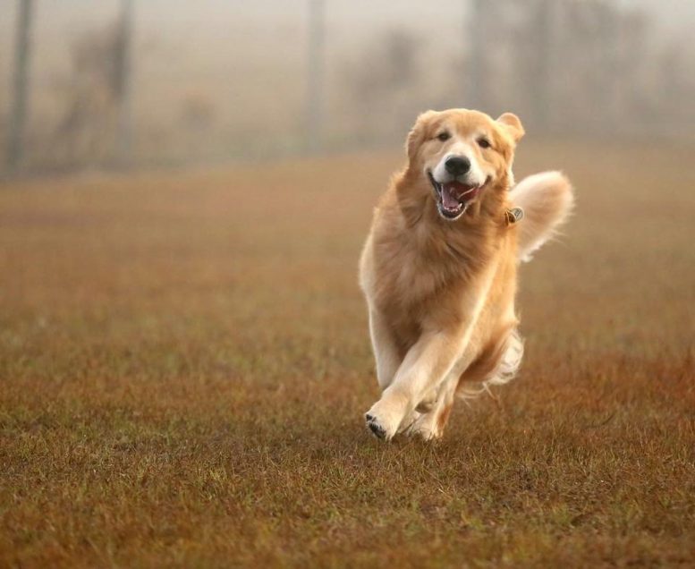 Golden Retriever Running