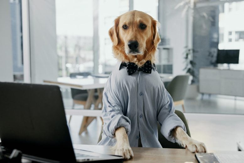 Study Finds Golden Retrievers and Humans Share Genes for Anxiety and Intelligence