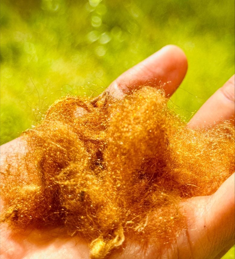 Scientists Solve the 2,000-Year-Old Mystery of Sea Silk’s Unfading Gold