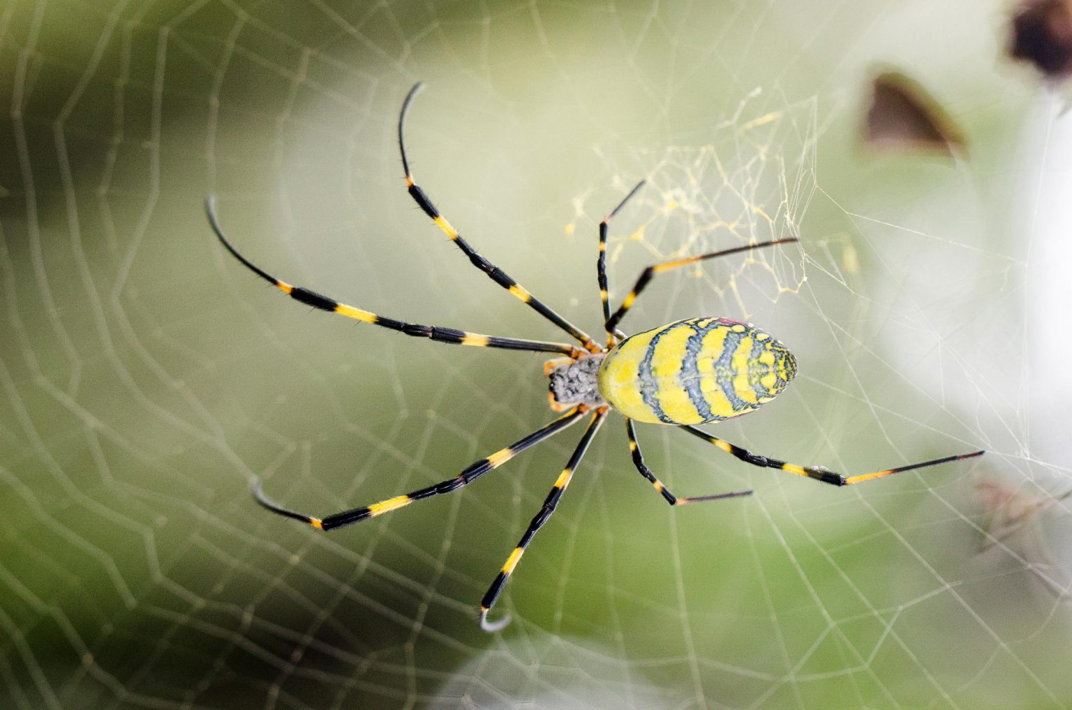 Spider Roteils Amazingly Strong and Lightweight Spider Silk Made by Photosynthetic ...