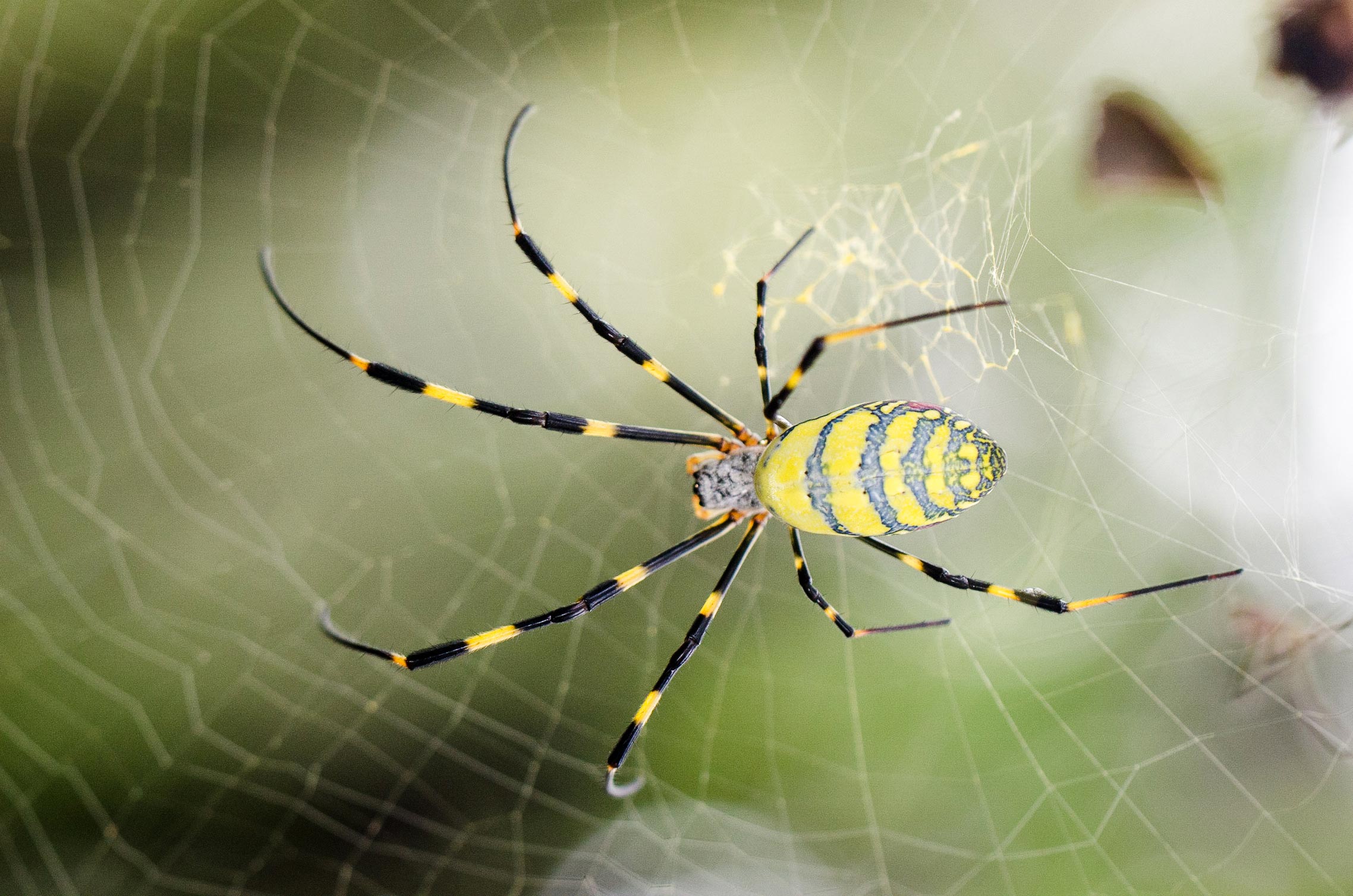 Amazingly Strong And Lightweight Spider Silk Made By Photosynthetic 