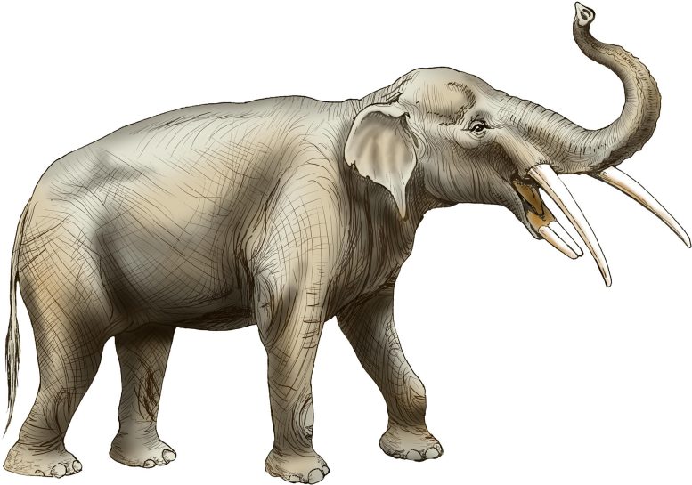 Gomphothere