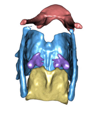 Gorilla Larynx 3D