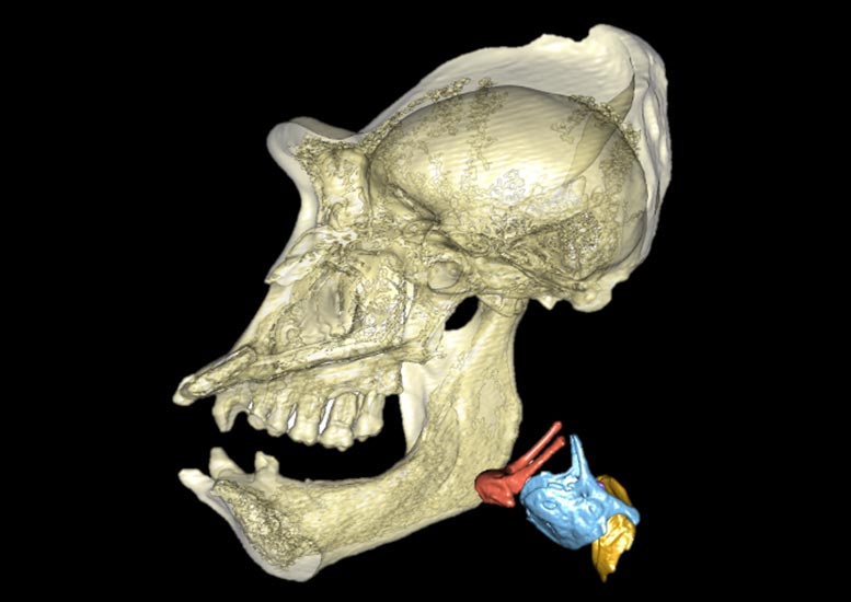 Gorilla Skull and Larynx