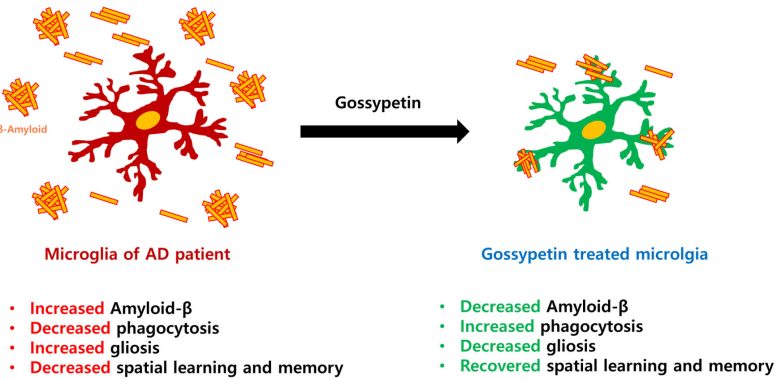 Gossypetin Administration and the Subsequent Changes in the Brain Tissue Affected by Alzheimer’s Disease