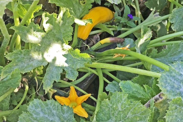 Gourd Plant