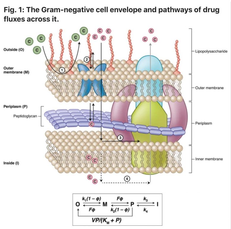Gram Negative Cell Envelope and Pathways