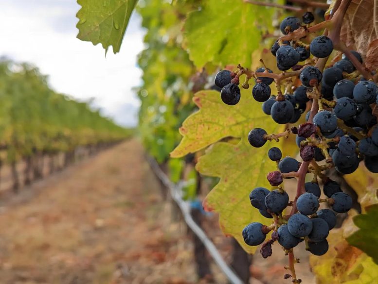 Grape Vine Canada’s Okanagan Wine Region