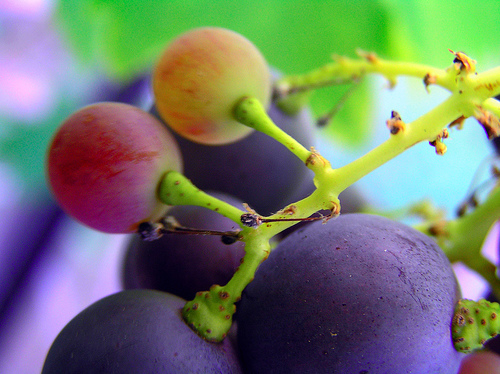 Grape seed extract kills head and neck cancer cells